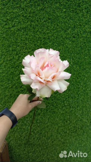 Букет из 9 французских роз с эвкалиптом