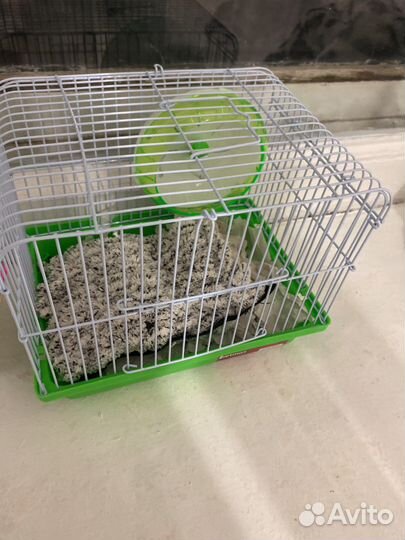 Крыса дамбо