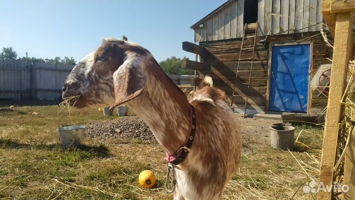 Козье молоко