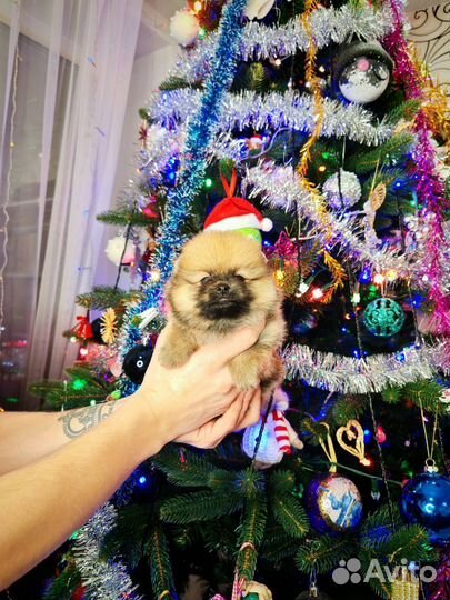 Померанский шпиц супер мини девочка