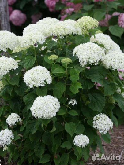 Гортензия древовидная Анабель