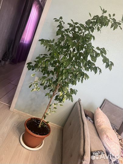 Фикус бенджамина большой