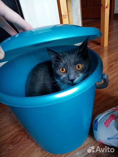 Кошка в дар бесплатно