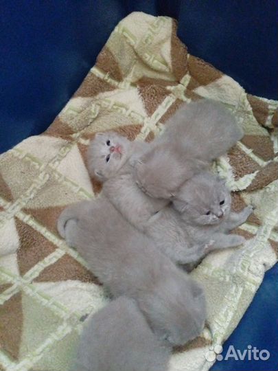 Британские котята