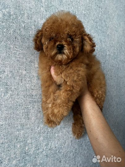 Тойчики Элитные