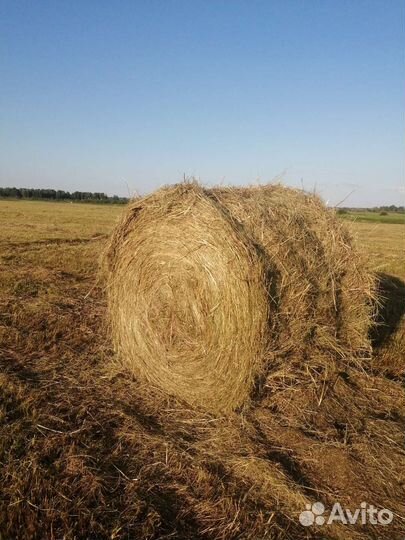Сено в рулонах 2023 уборки. Доставка