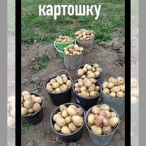 Продам картофель крупный