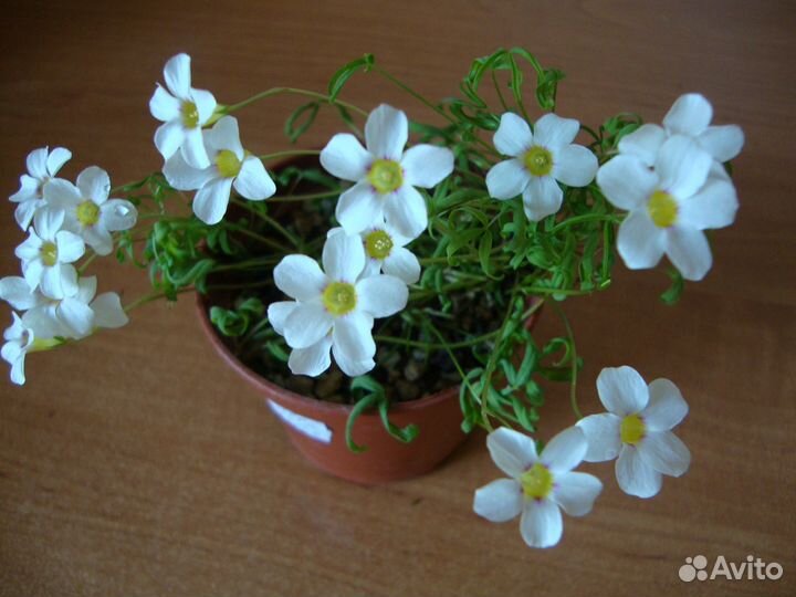 Оксалисы (кислица)