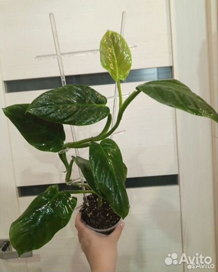 Филодендрон Субхастатум, Биркин