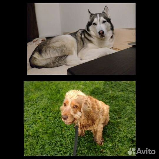 Выгул/передержка/няня собак