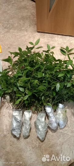 Саженцы лаврового листа+в подарок несколько штук
