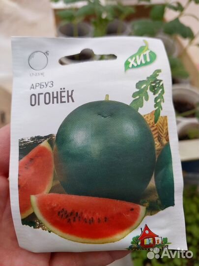 Рассада Арбуза. Дыни. Тыквы