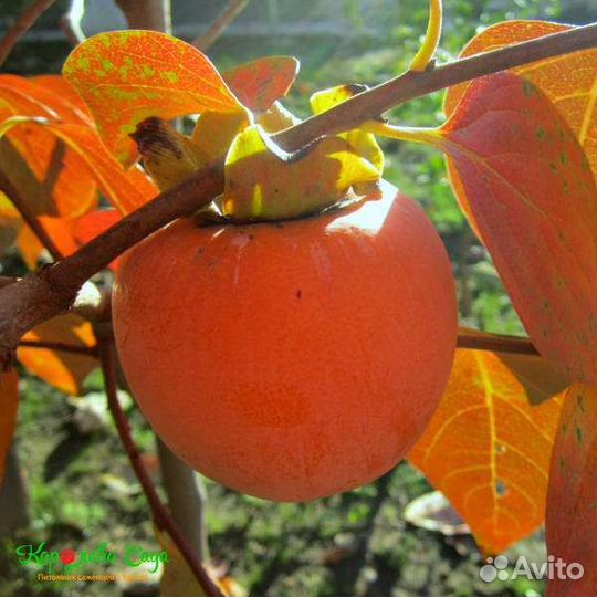 Саженцы Хурмы разных сортов