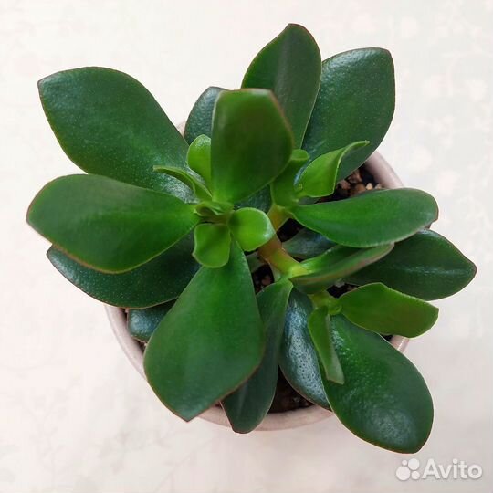 Крассула Овата Обликва Толстянка денежное дерево