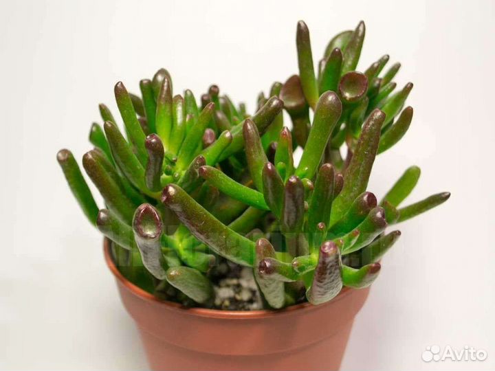 Толстянка Хоббит