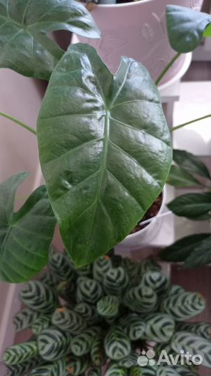 Алоказия Венти