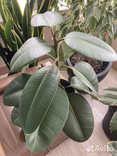 Фикус Робуста (Ficus robusta)