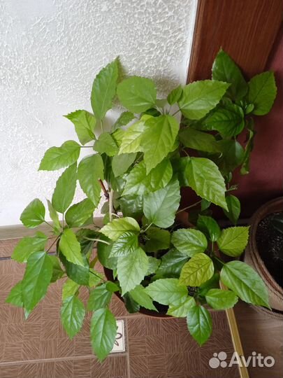 Китайская роза махровая комнатная