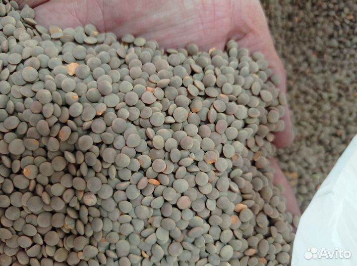 Нут, горох, чечевица