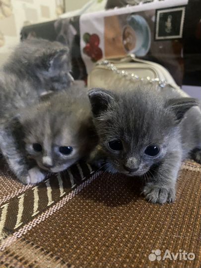 Кошки бесплатно