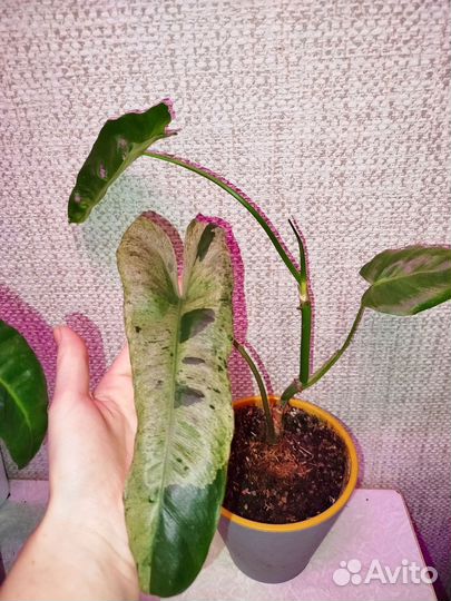 Филодендрон Параисо Верде