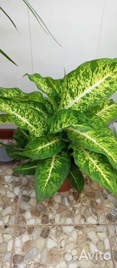 Комнатные растения