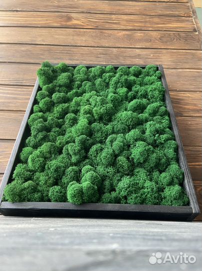 Панно из мха