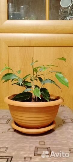 Фикус Бенджамина