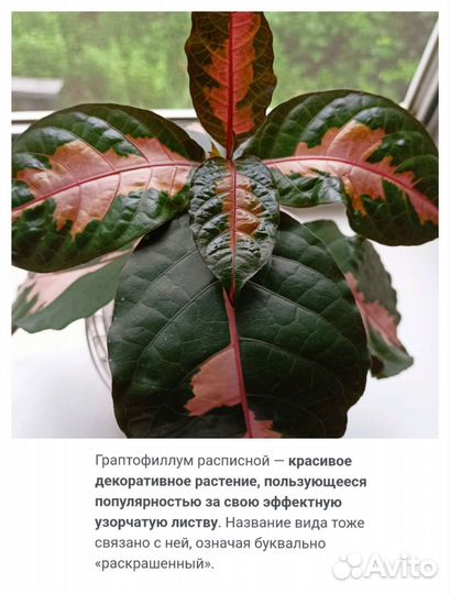 Аптения,Aptenia Cordifoliym,Граптофилум, Лилия
