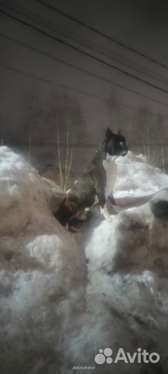 Немецкий боксер