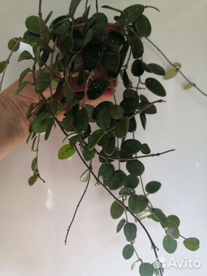 Хойя матильда сплеш (Hoya mathilde Splash)