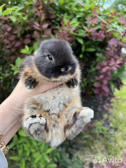 Кролики карликовые ручные