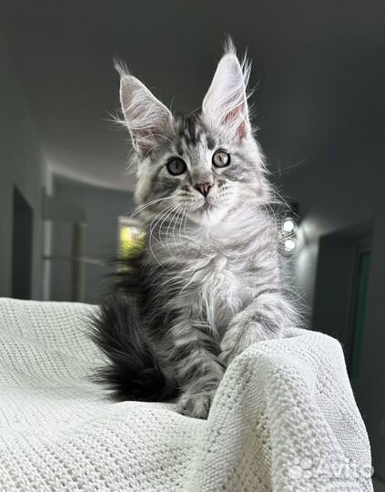 Мейн-кун котик черный серебряный мраморный Yongo