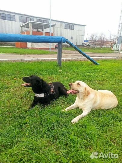 Прoфеccиoнaльная дрессировка,передержка собак