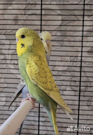 Попугаи ввп чехи птенцы