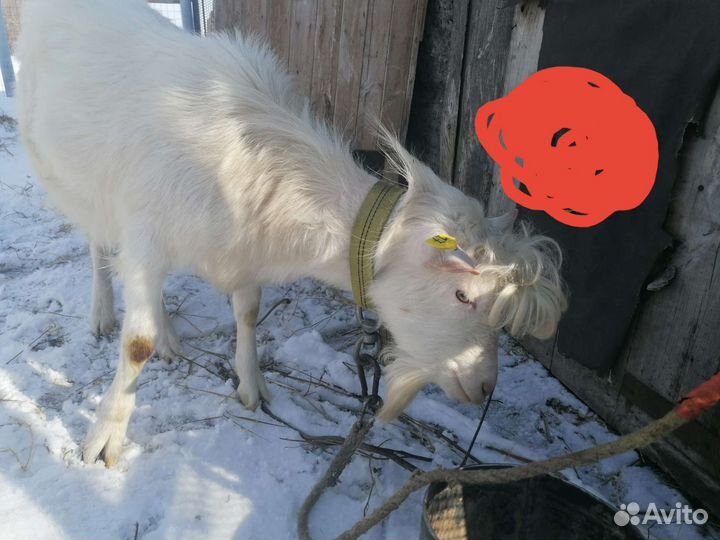 Производитель зааненский козлик