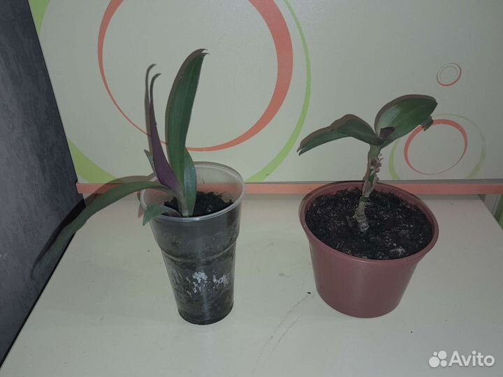 Традесканция рео