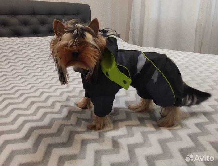Комбинезон для собак мелких средних пород