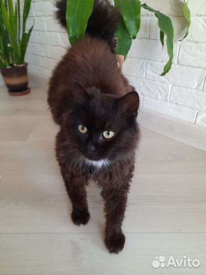 Кот в добрые руки