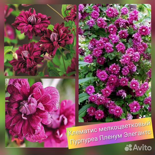 Клематис мелкоцветковый 2 года