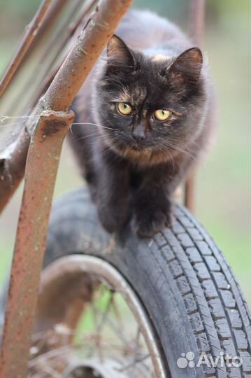 Кошечка в добрые руки