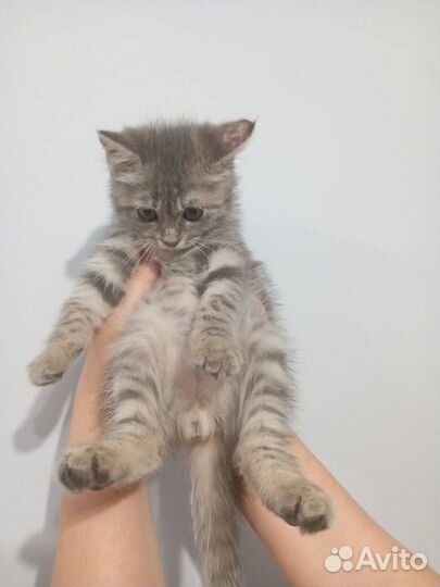 Котик в добрые руки