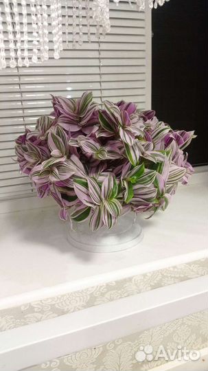 Традесканция сортовая