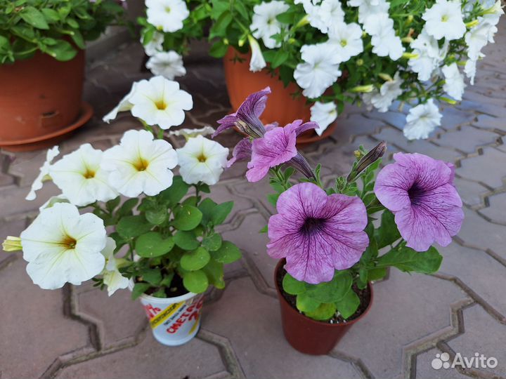 Петунии *)