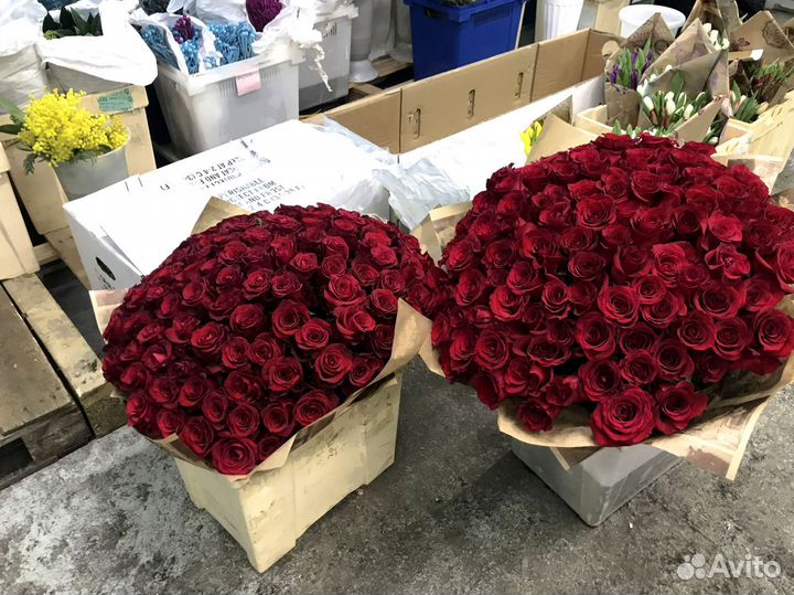 Розы, букет цветов, 101 роза, 51 роза Розы опт