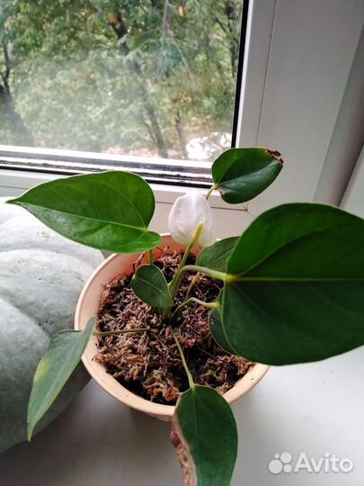 Антуриум белый mini