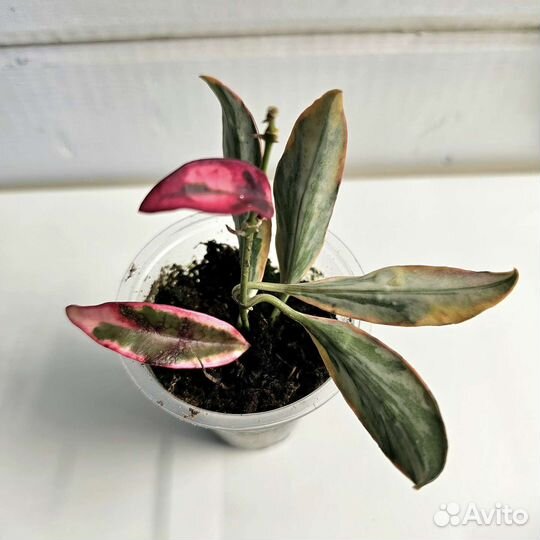 Хойя черенки укорененные