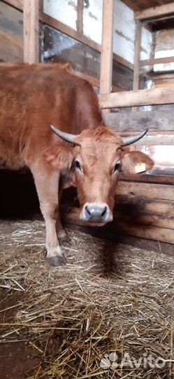 Продажа крс