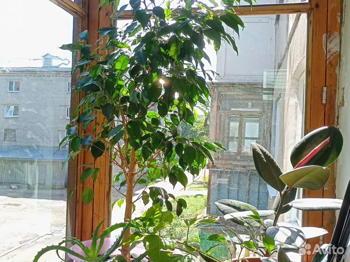 Фикус бенджамина