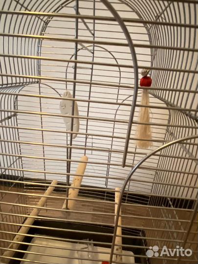 Клетка для среднего попугая с поилкой, кормушкой